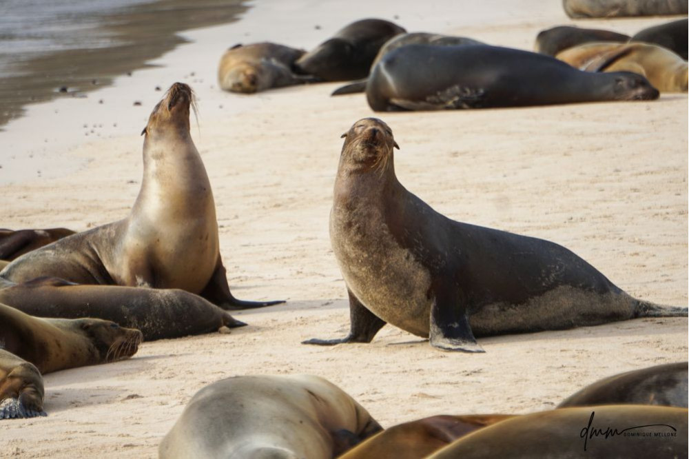 Galápagos Sea Lion- Group Posing 3