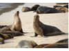 Galápagos Sea Lion- Group Posing 3