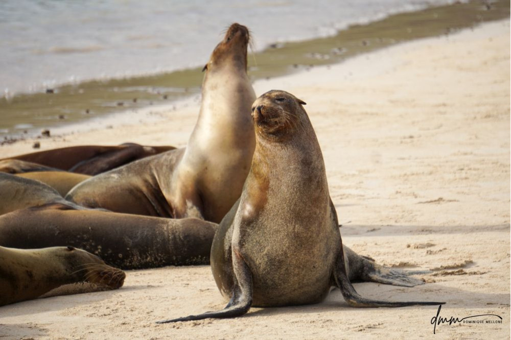 Galápagos Sea Lion- Group Posing 4
