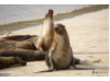 Galápagos Sea Lion- Group Posing 4
