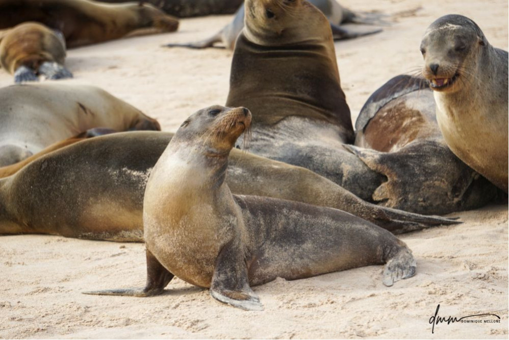 Galápagos Sea Lion- Group Posing 5