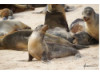 Galápagos Sea Lion- Group Posing 5