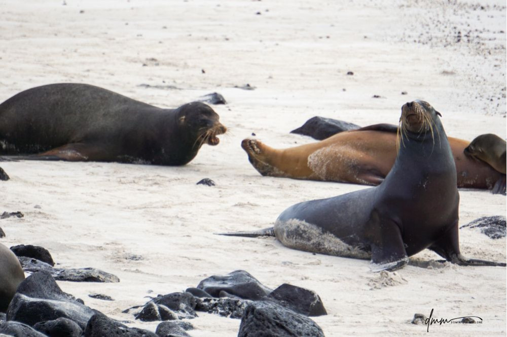 Galápagos Sea Lion- Group Posing 6