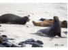 Galápagos Sea Lion- Group Posing 6