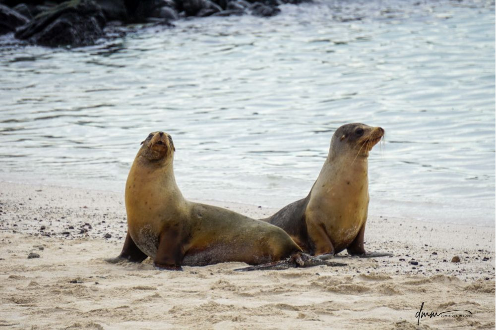 Galápagos Sea Lion- Group Posing 7