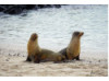 Galápagos Sea Lion- Group Posing 7