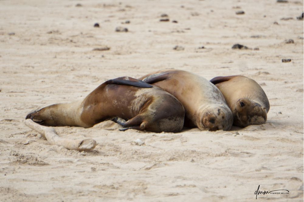 Galápagos Sea Lion- Group Snuggle 1