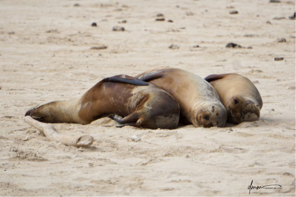 Galápagos Sea Lion- Group Snuggle 1