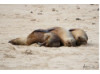 Galápagos Sea Lion- Group Snuggle 1