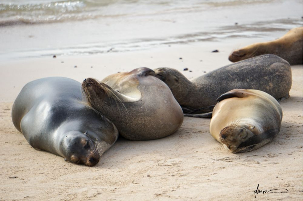Galápagos Sea Lion- Group Snuggle 2