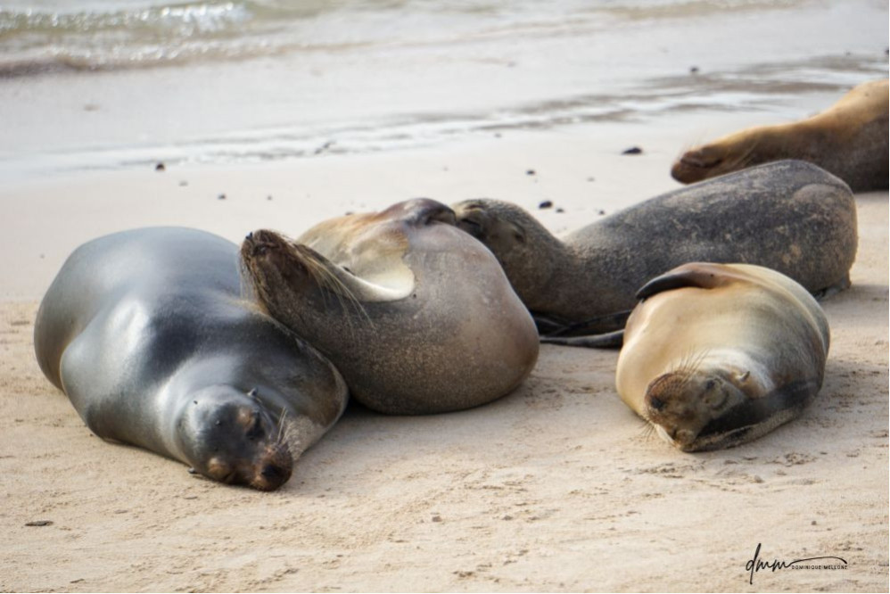 Galápagos Sea Lion- Group Snuggle 2