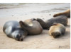 Galápagos Sea Lion- Group Snuggle 2