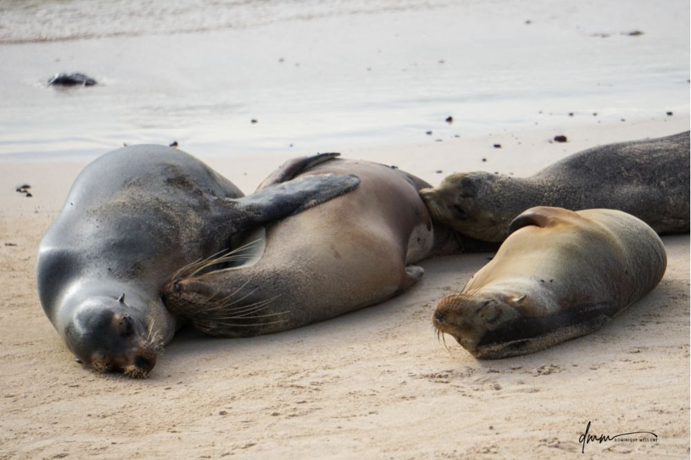 Galápagos Sea Lion- Group Snuggle 3