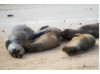 Galápagos Sea Lion- Group Snuggle 3