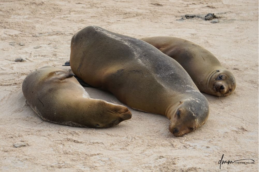 Galápagos Sea Lion- Group Snuggle 4