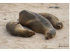 Galápagos Sea Lion- Group Snuggle 4