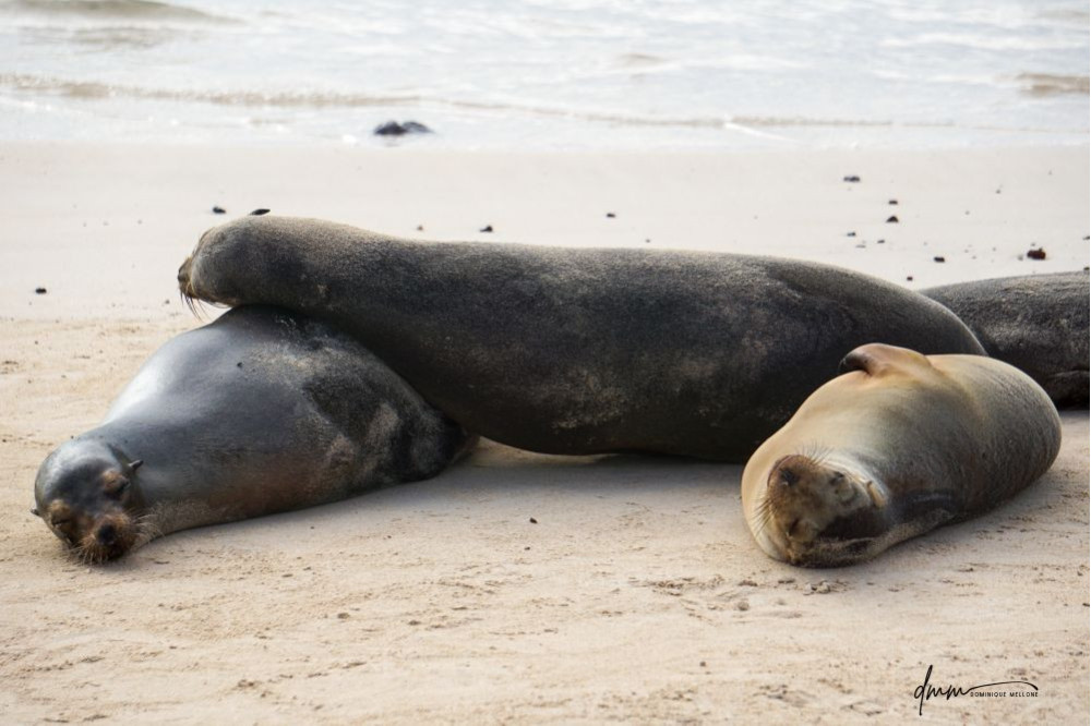 Galápagos Sea Lion- Group Snuggle 5