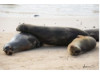 Galápagos Sea Lion- Group Snuggle 5