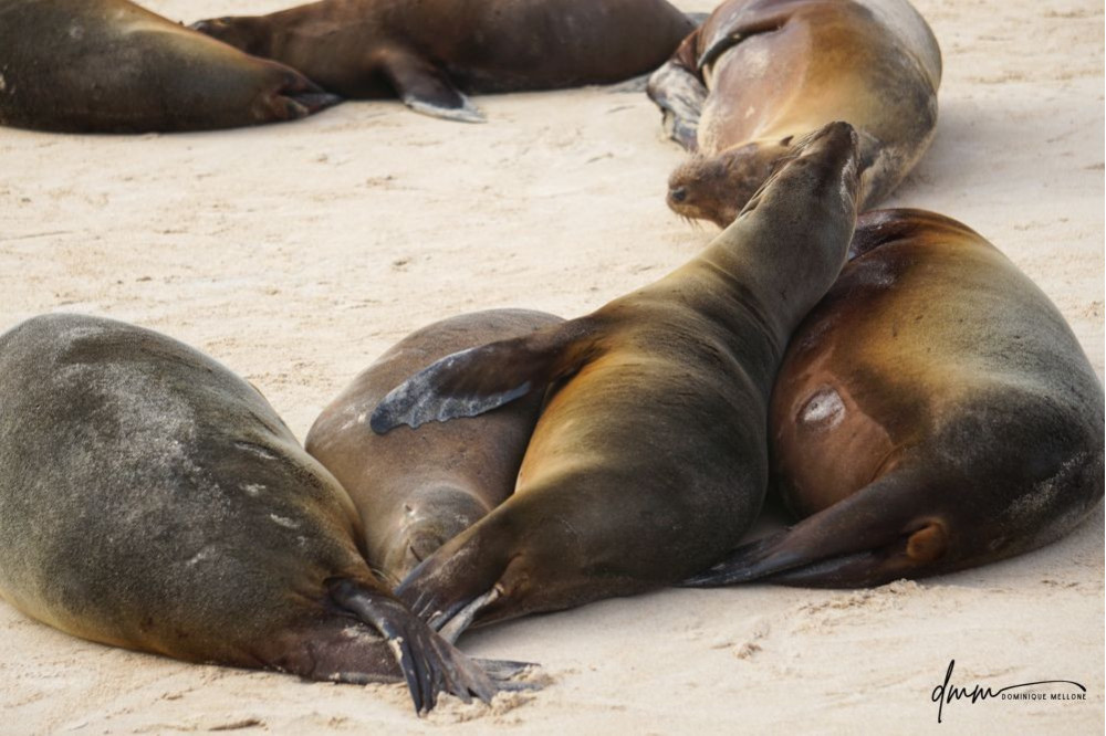 Galápagos Sea Lion- Group Snuggle 6