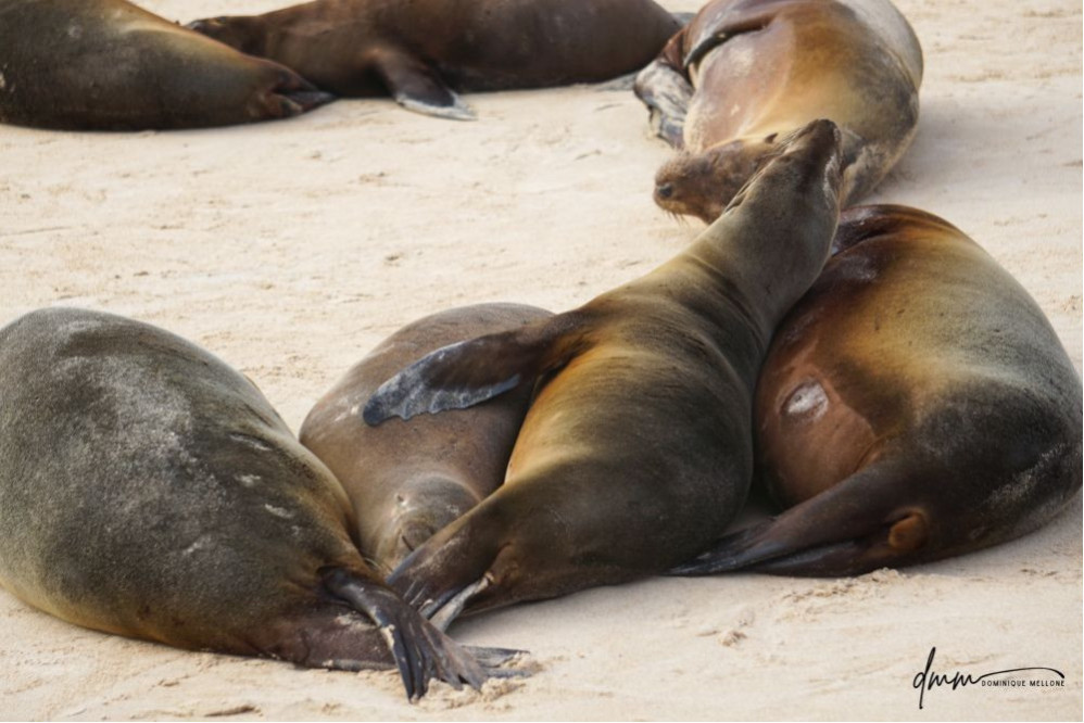 Galápagos Sea Lion- Group Snuggle 6