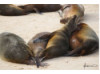 Galápagos Sea Lion- Group Snuggle 6