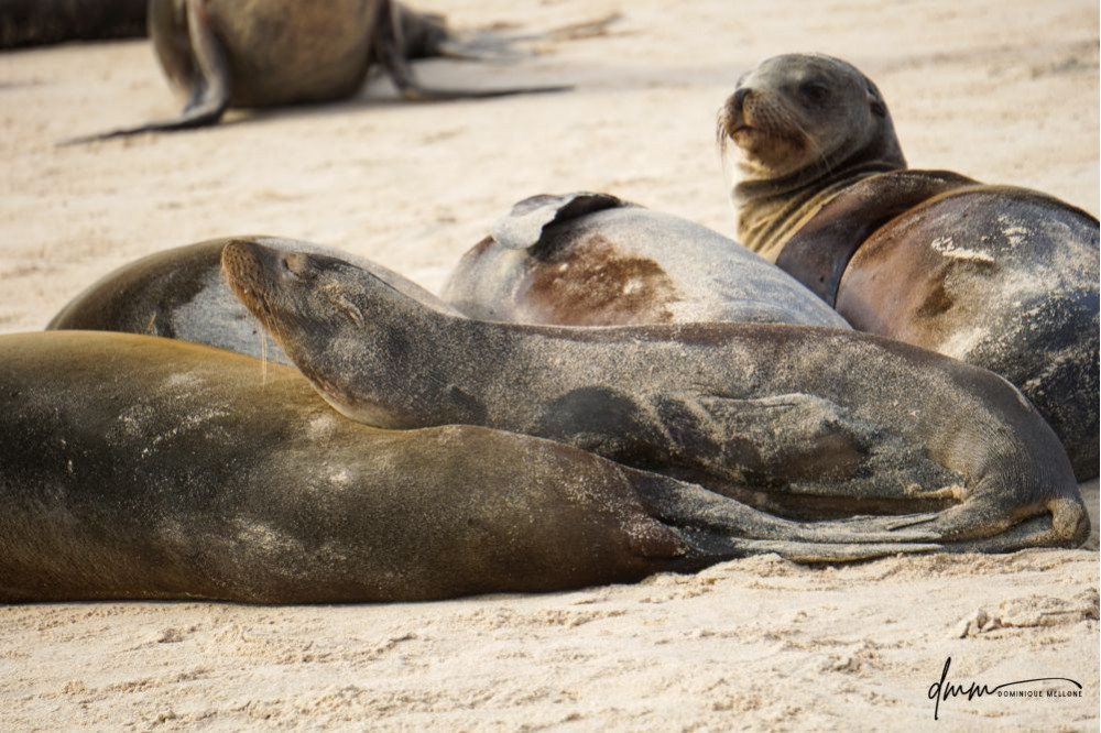 Galápagos Sea Lion- Group Snuggle 7