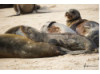 Galápagos Sea Lion- Group Snuggle 7