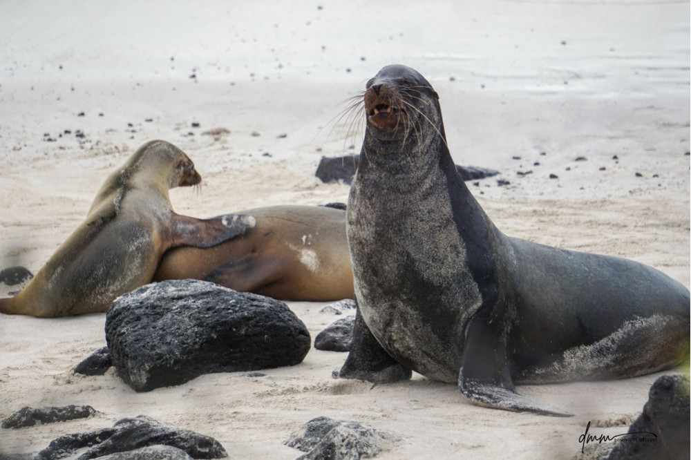 Galápagos Sea Lion- Male 1