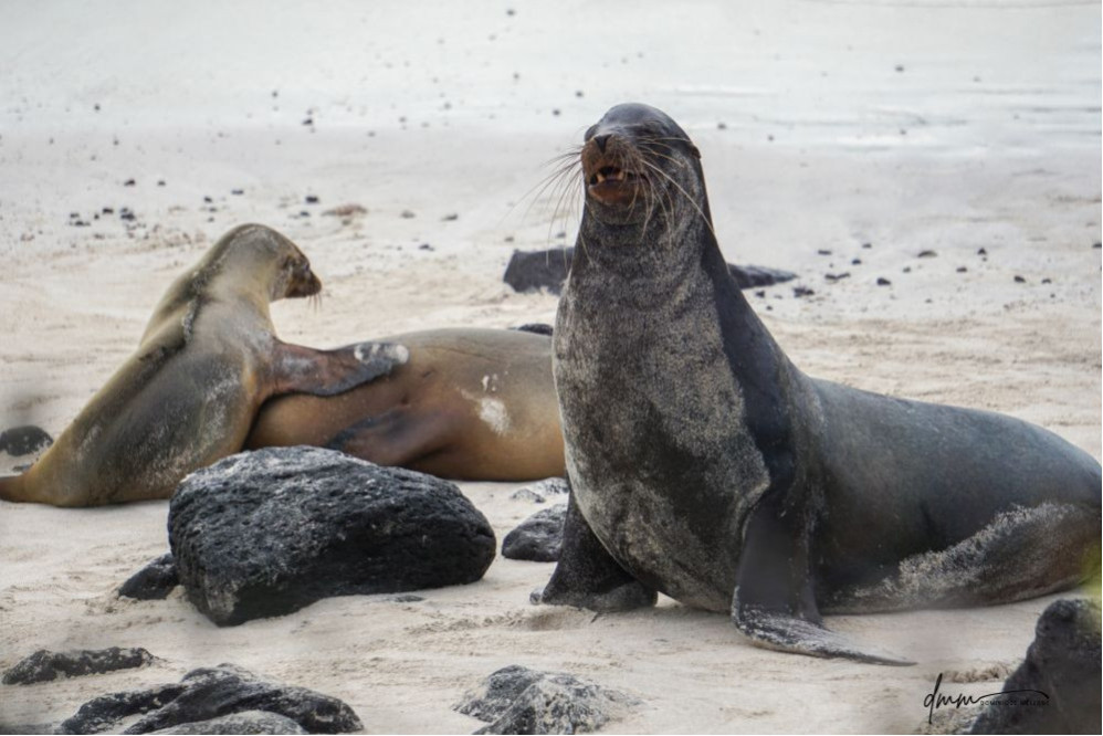 Galápagos Sea Lion- Male 1