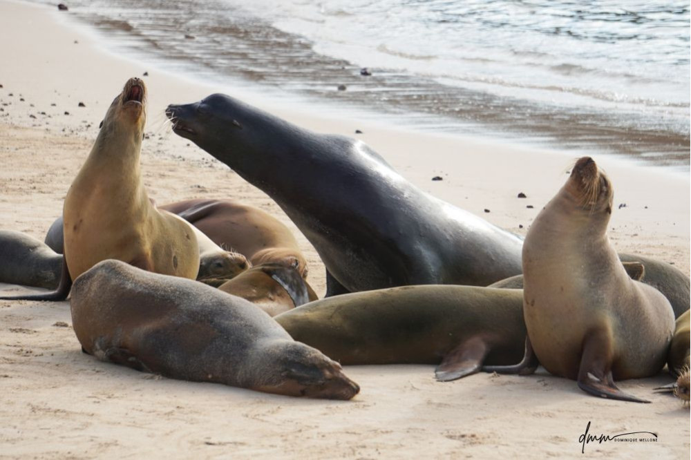 Galápagos Sea Lion- Male with Females 1