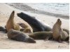 Galápagos Sea Lion- Male with Females 1