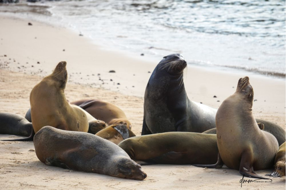 Galápagos Sea Lion- Male with Females 2