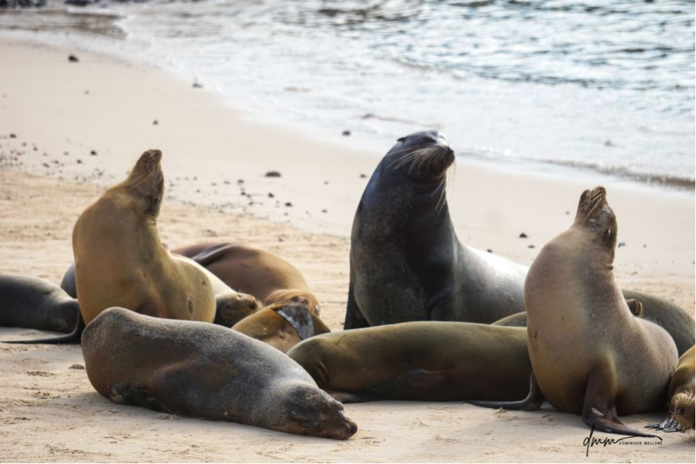 Galápagos Sea Lion- Male with Females 2