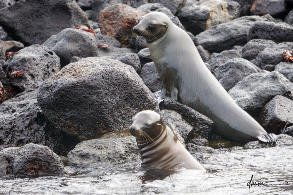 Galápagos Sea Lion- Mom and Baby 1