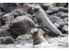 Galápagos Sea Lion- Mom and Baby 1