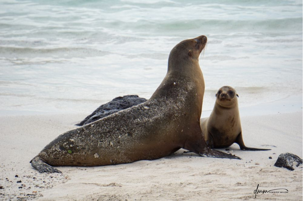Galápagos Sea Lion- Mom and Baby 2