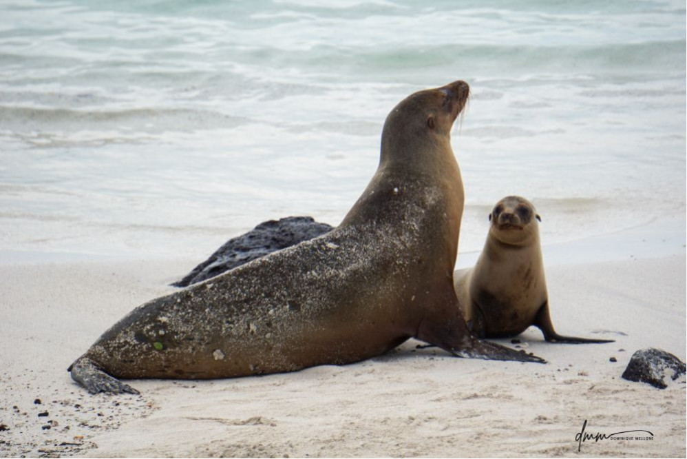 Galápagos Sea Lion- Mom and Baby 2