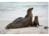 Galápagos Sea Lion- Mom and Baby 2