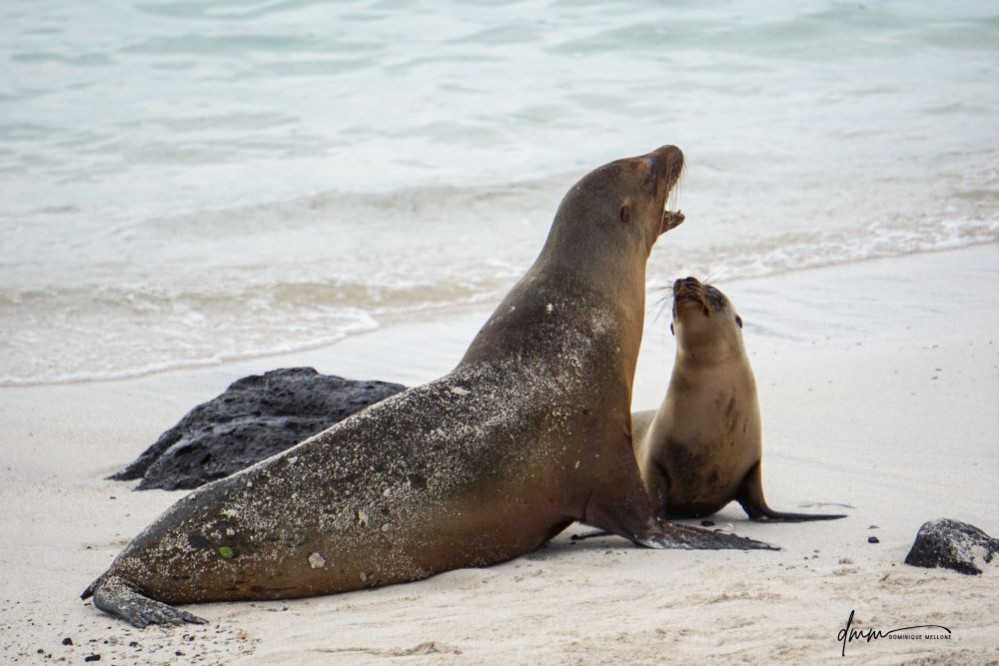 Galápagos Sea Lion- Mom Teaches Baby to Roar 1