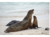 Galápagos Sea Lion- Mom Teaches Baby to Roar 1