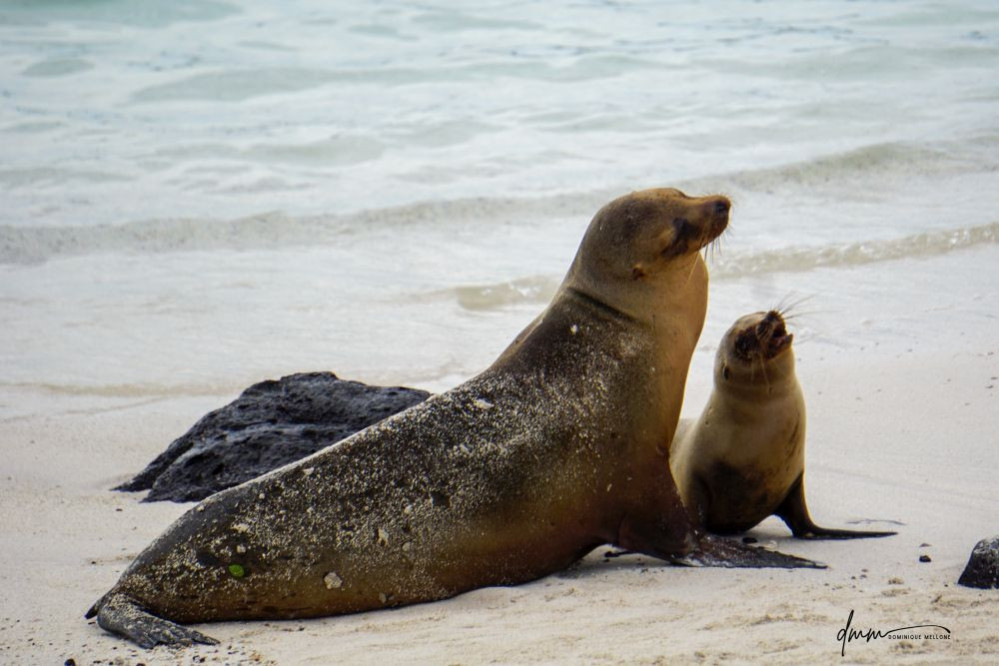 Galápagos Sea Lion- Mom Teaches Baby to Roar 2