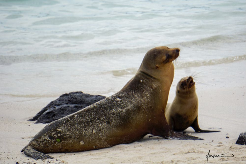 Galápagos Sea Lion- Mom Teaches Baby to Roar 2