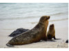 Galápagos Sea Lion- Mom Teaches Baby to Roar 2