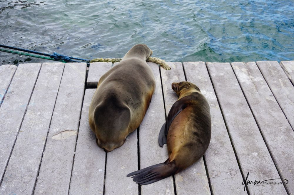 Galápagos Sea Lion- On Dock 1