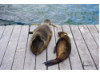 Galápagos Sea Lion- On Dock 1