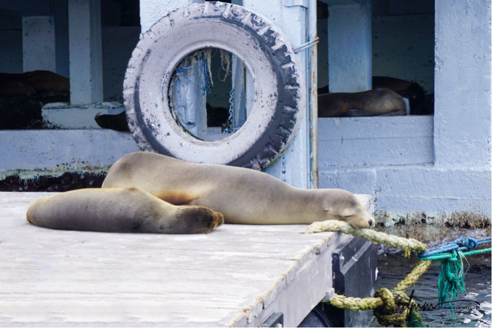 Galápagos Sea Lion- On Dock 2