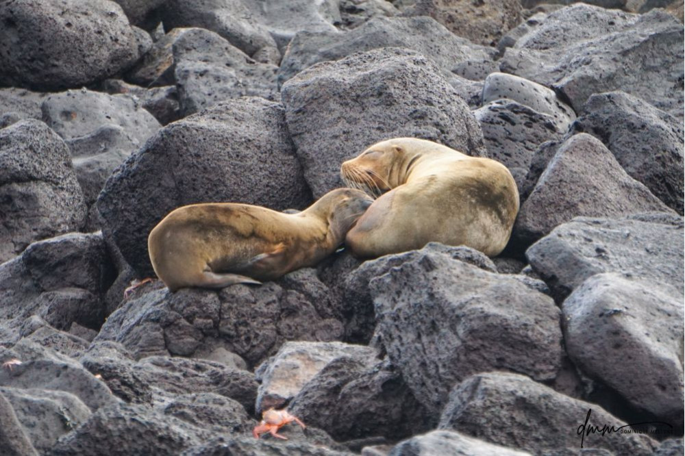 Galápagos Sea Lion- On Rocks 1
