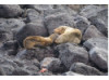 Galápagos Sea Lion- On Rocks 1