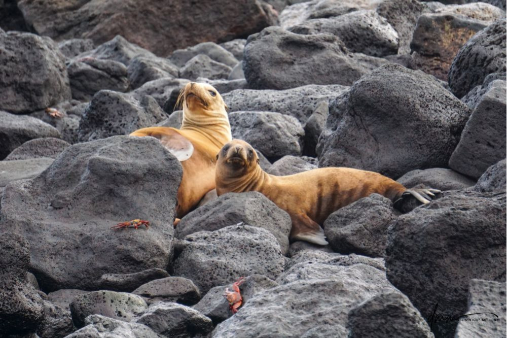 Galápagos Sea Lion- On Rocks 2