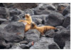 Galápagos Sea Lion- On Rocks 2